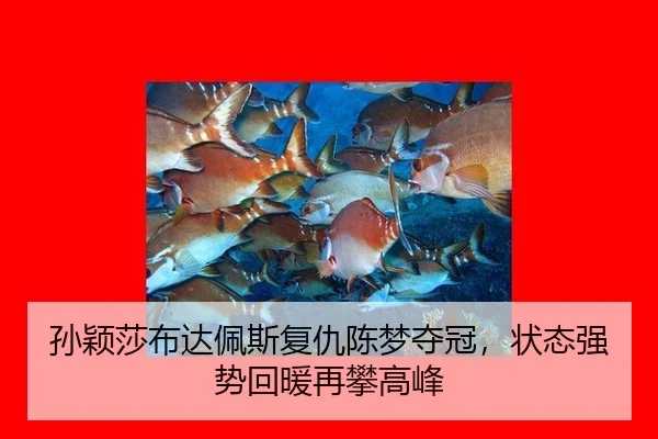 sun-ying-sha-bu-da-pei-si-fu-chou-chen-meng-duo-guan-zhuang-tai-qiang-shi-hui-nuan-zai-pan-gao-feng-3-260.jpg
